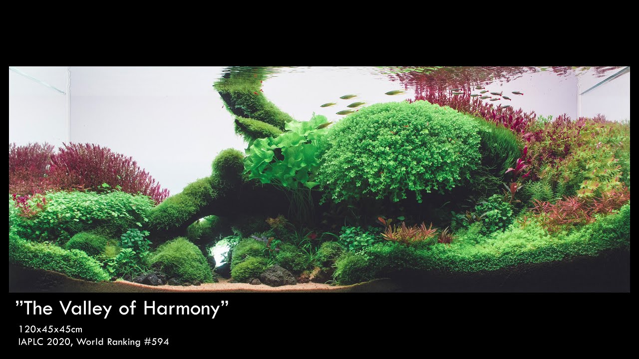IAPLC 2020 | Contest Tank | "The Valley of Harmony" (120x45x45cm) | Step-by-Step Setup