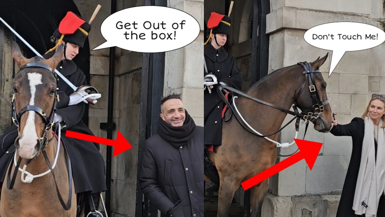 STUBBORN tourists clearly ignored the rules as they handled the horse and entered the box!