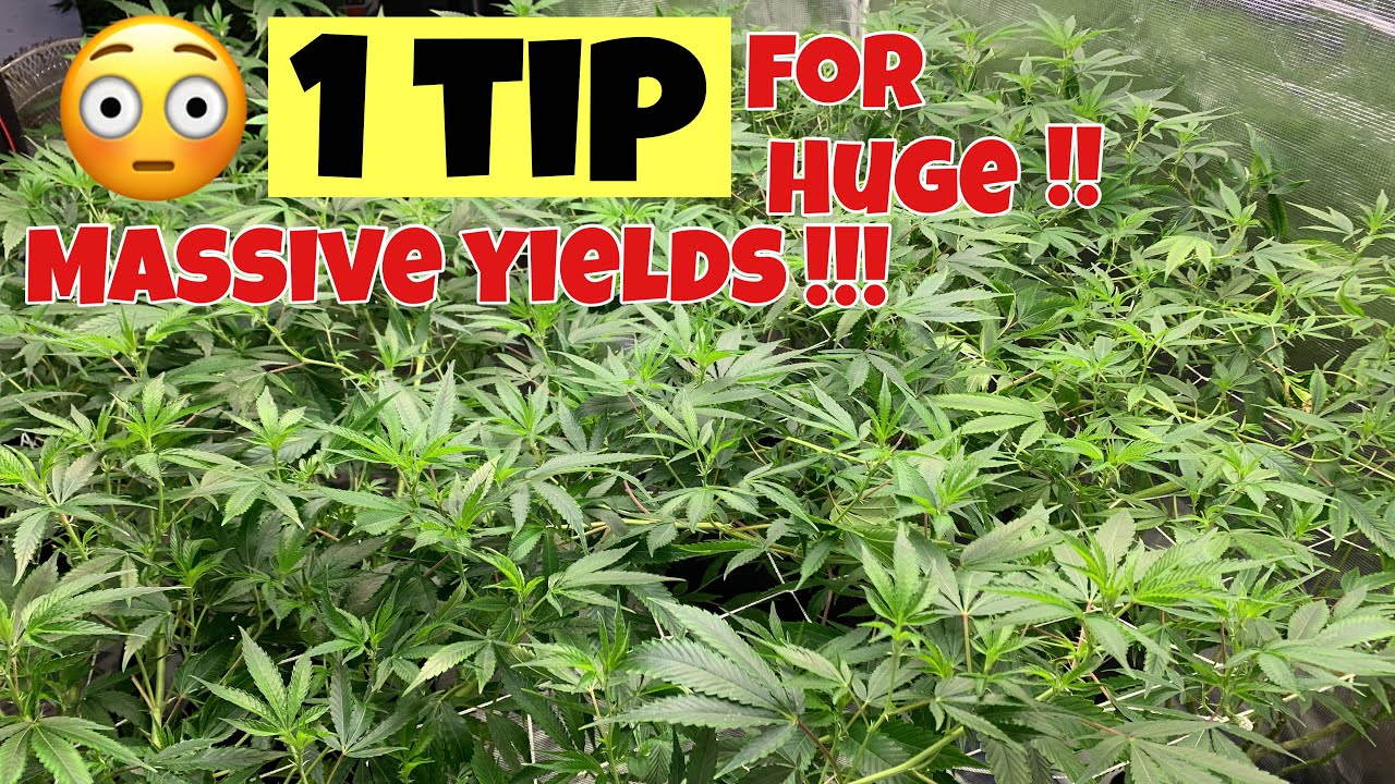 TRELLIS TIP FOR BIGGER YIELDS BEFORE FLIPPING TO FLOWER bestva bat600 grow