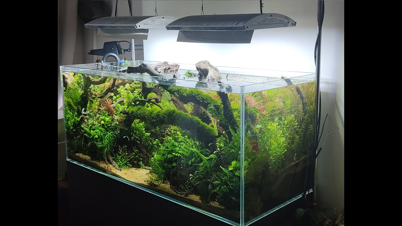 Primer acuario de competencia