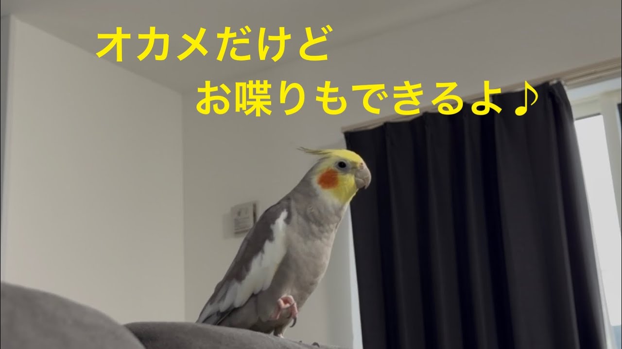 2026.2.11 お喋りをする風太親びんさん