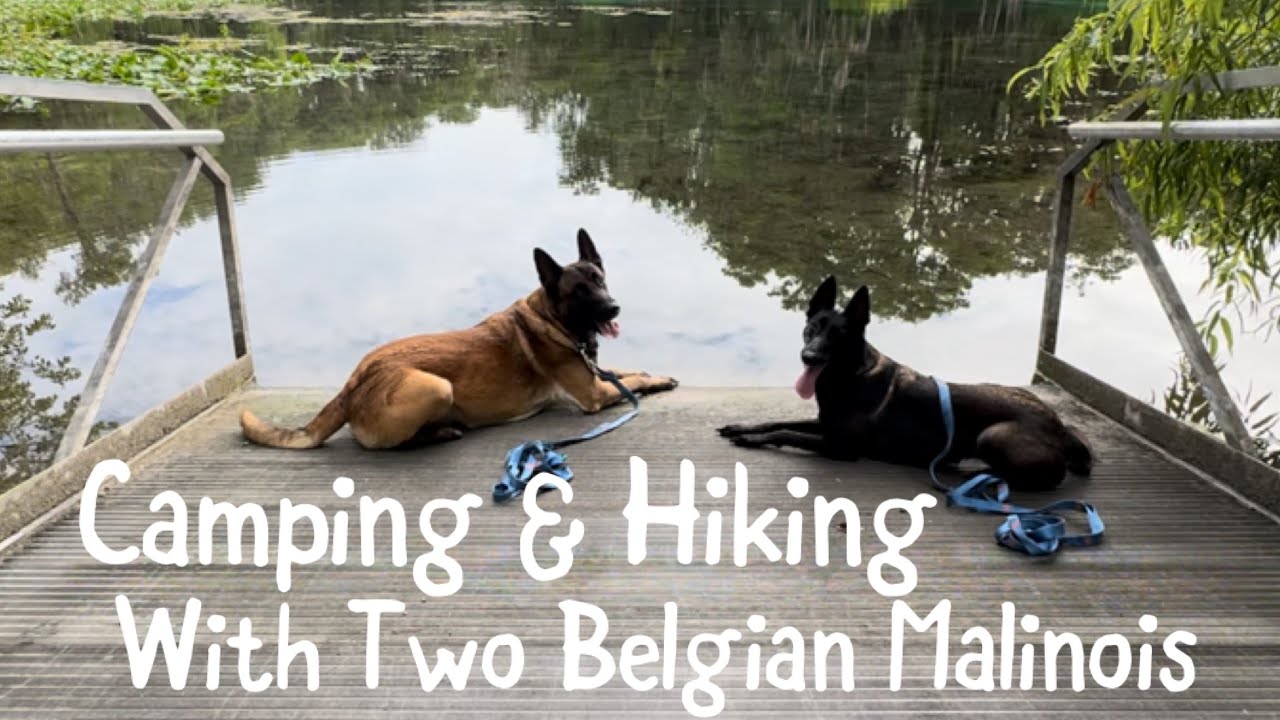 Camping & Hiking With Two Belgian Malinois #camping #belgianmalinois #silversprings