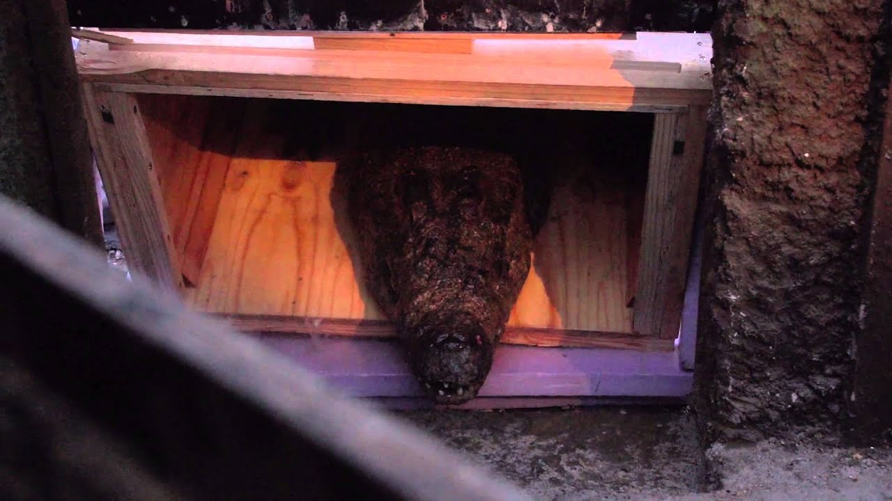 KROKODILLE SLIPPES IND I ZOO