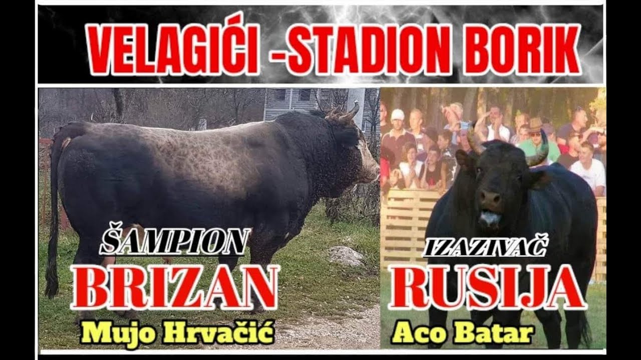 BRIZAN OD HRVAČIĆA I RUSIJA OD BATARA VELAGIĆI 2023 KORIDA