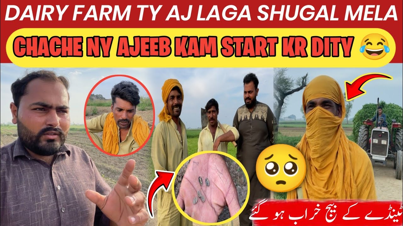 Dairy Farm Ty Aj Laga Shugal Mela | Chache Ny Ajeeb kam Start Krta😂| Dasi Teendy Ky Beej Khrab Hogye