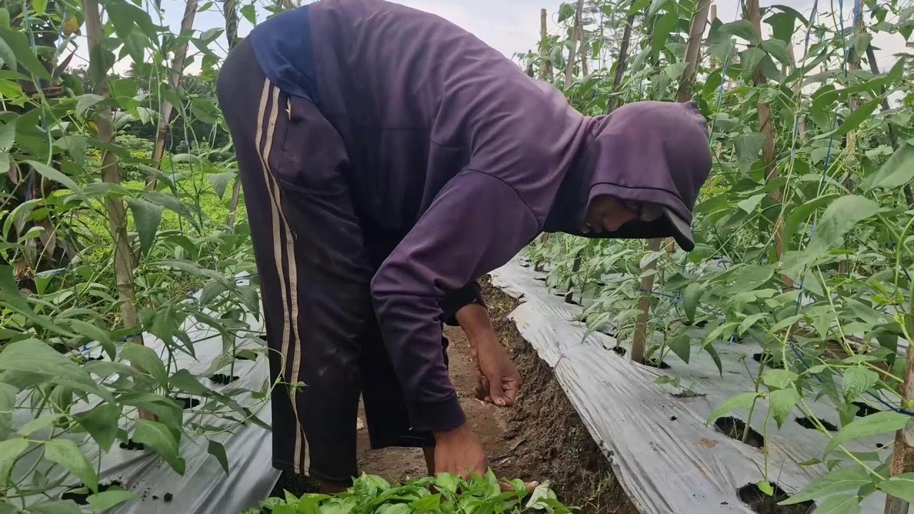SMART FARMERS PLANT CHILI SEEDLINGS FASTER WITH THIS SIMPLE METHOD!-agriculture farming
