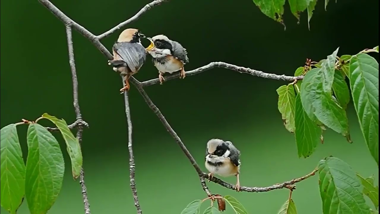 Black throated Bushtit (Aegithalos concinnus)
