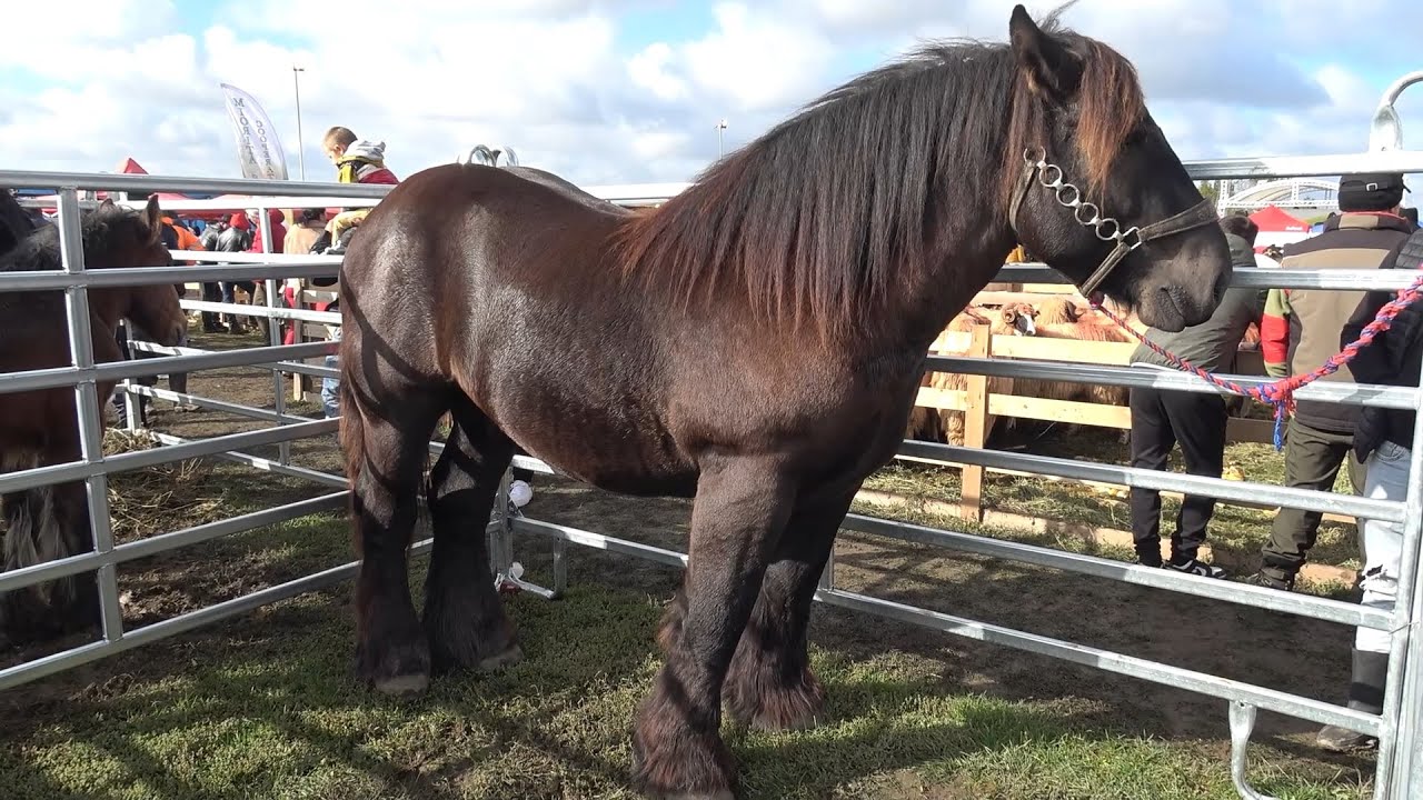 Targul de animale de la Soporu de Campie, Cluj 11 Oct. 2025 Nou!!!
