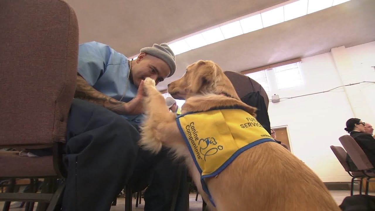 San Quentin inmates find new purpose by training future service dogs