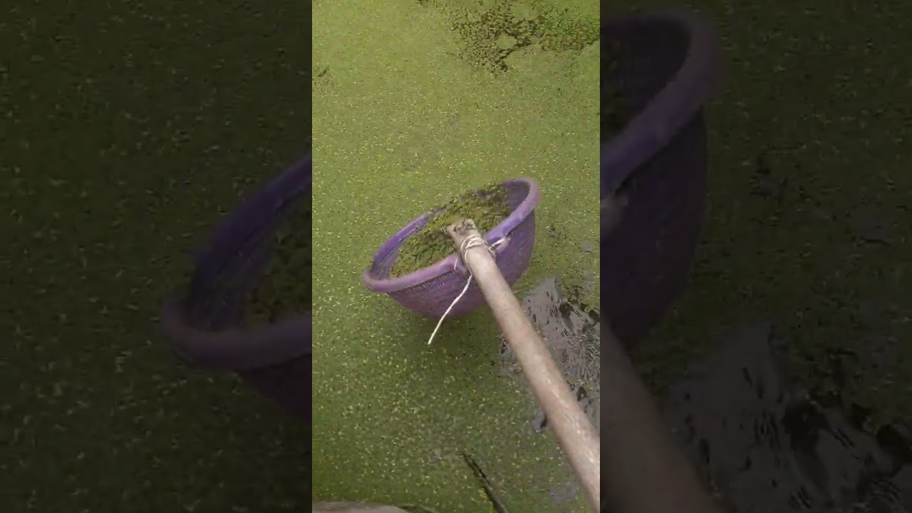 08033193602  Sixth day of our Azolla in 15ft by 15ft Azolla pond in Nigeria