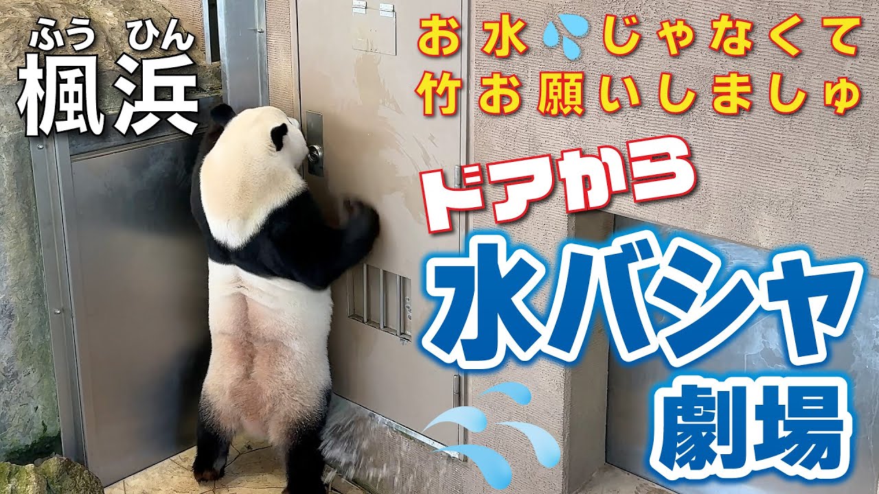 【楓浜（ふうひん）】おねだり中、突然ドアから水がバシャ💦にビックリ😳楓🍁ちゃんのスタンディングおねだり劇場