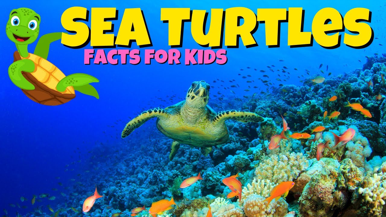 Sea Turtle Facts For Kids - World Sea Turtle Day