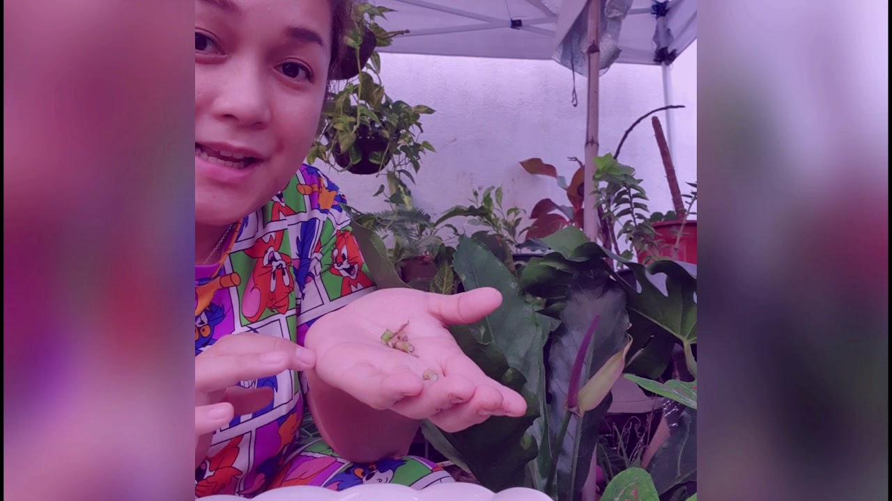 Monstera Adansonii Propagation Part 1