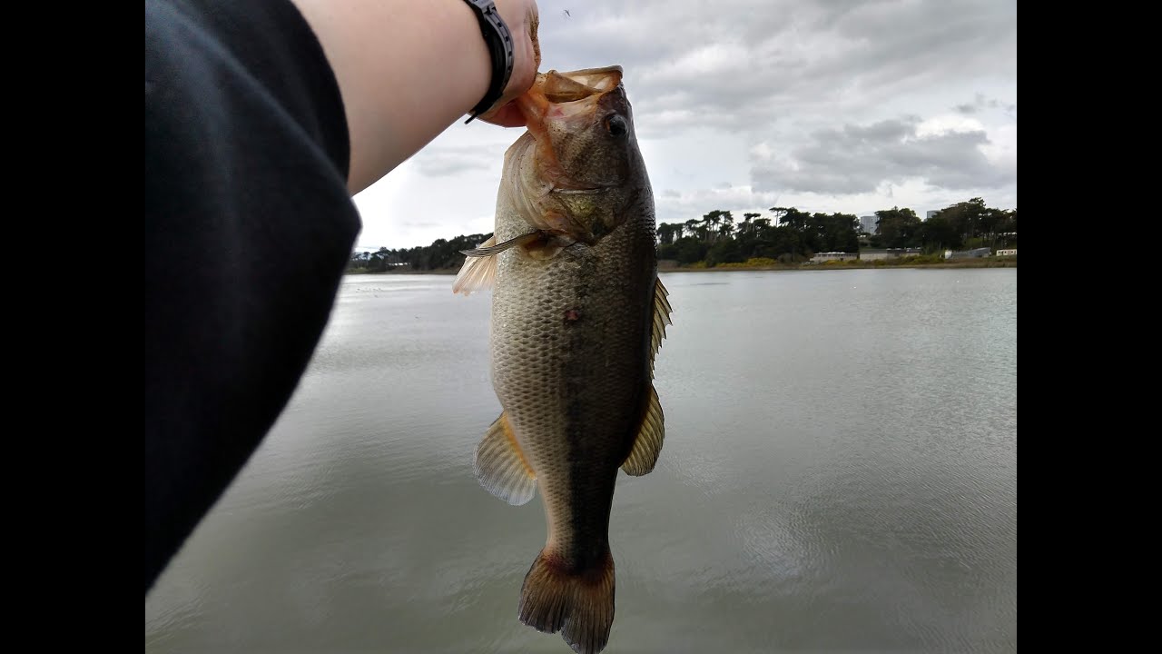 Bass Fishing Lake Merced San Francisco from Shore