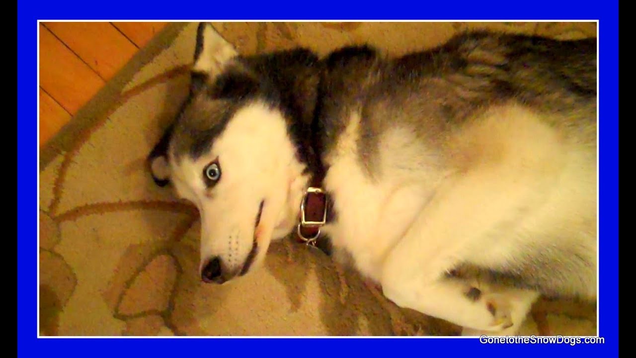 BAD DOG GUILTY DOG Siberian Husky Shiloh ate Christmas Bread
