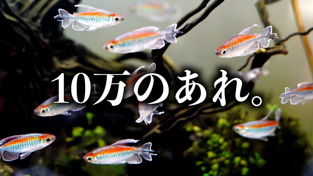 【アレを買っちゃった】水槽管理と植物の成長をお見せしたい