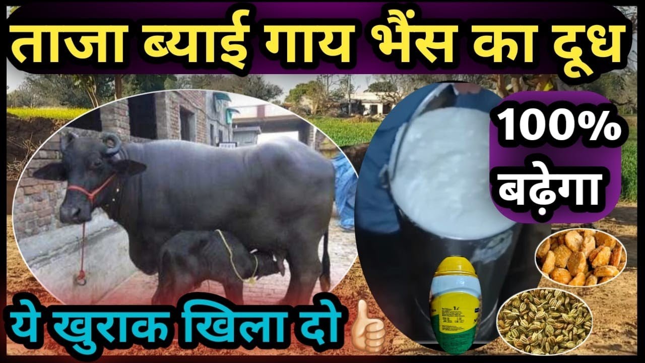ताजा ब्याई गाय भैंस का दूध 100% बढ़ेगा👍ये खुराक खिला दो✅ Gay Bhains ka Dudh Badega ye Khila do