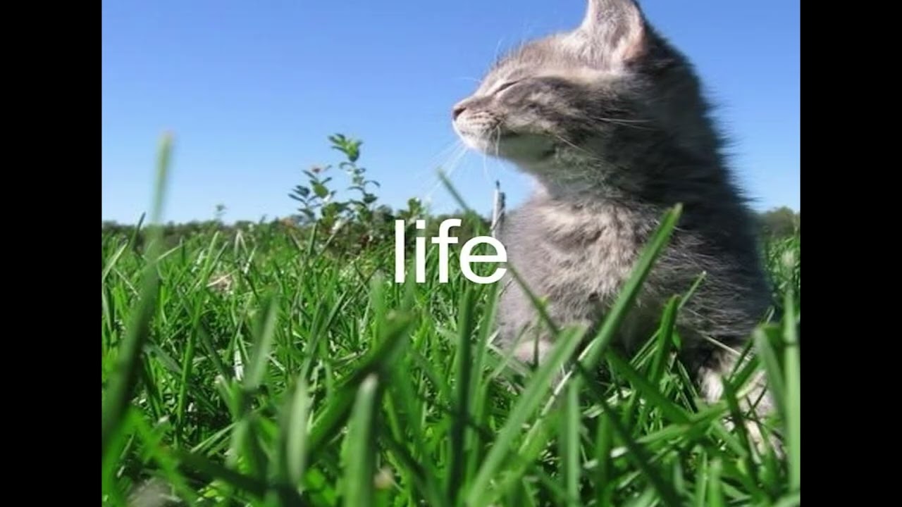 life