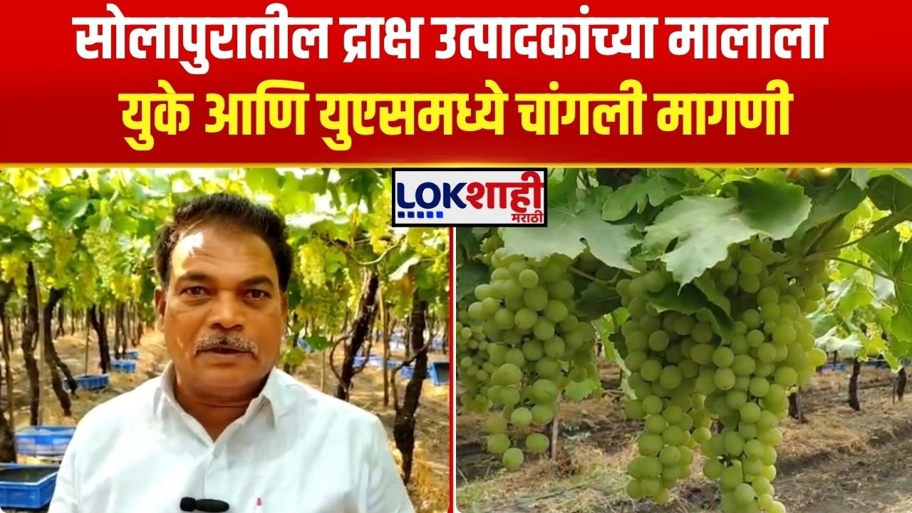Solapur Grapes। सोलापुरातील द्राक्ष उत्पादकांच्या मालाला युके आणि युएसमध्ये चांगली मागणी। Lokshahi