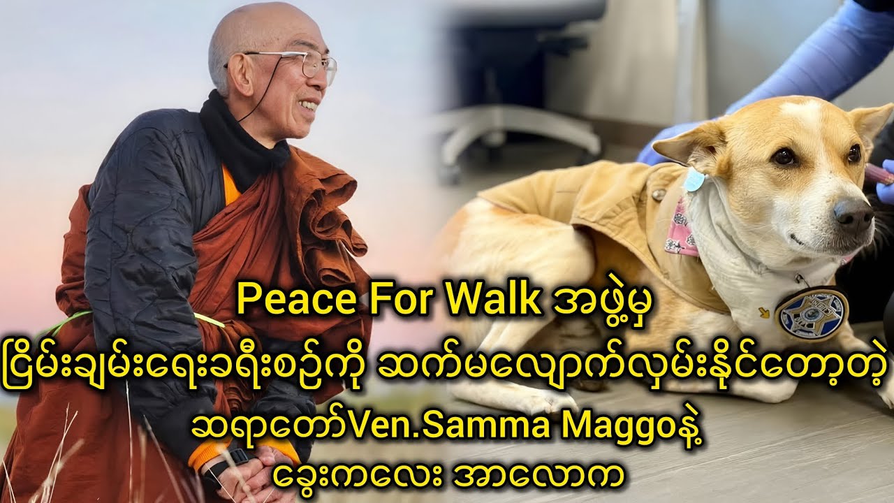 ငြိမ်းချမ်းရေးခရီးစဉ်ကို ဆက်မလျောက်လှမ်းနိုင်တော့တဲ့ ဆရာတော် Ven.Samma Maggoနဲ့ခွေးကလေး အာလောက