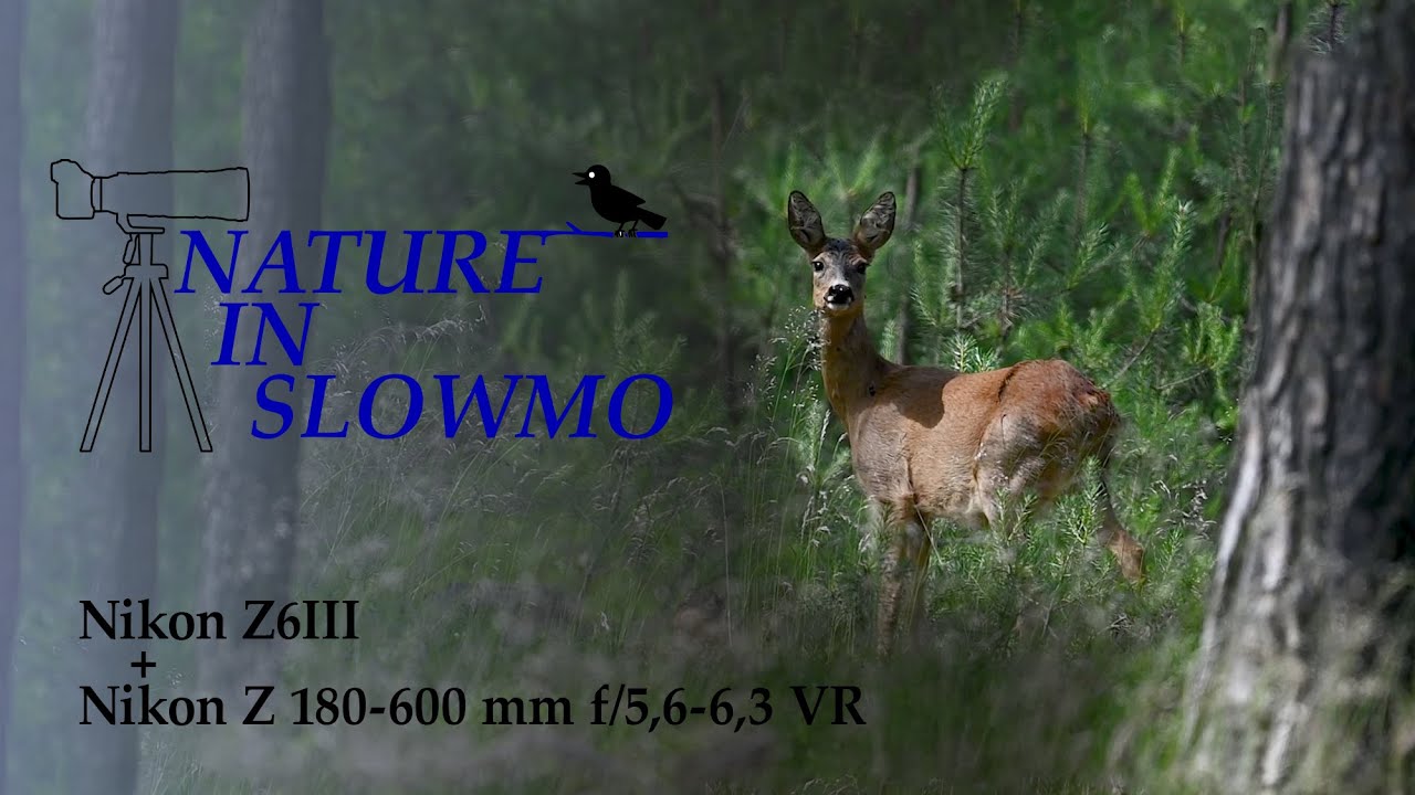 Nature in SlowMo | Nikon Z6III + Nikon Z 180-600 mm f/5,6-6,3 VR
