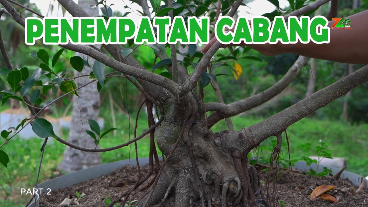 PENEMPATAN CABANG YANG BENAR