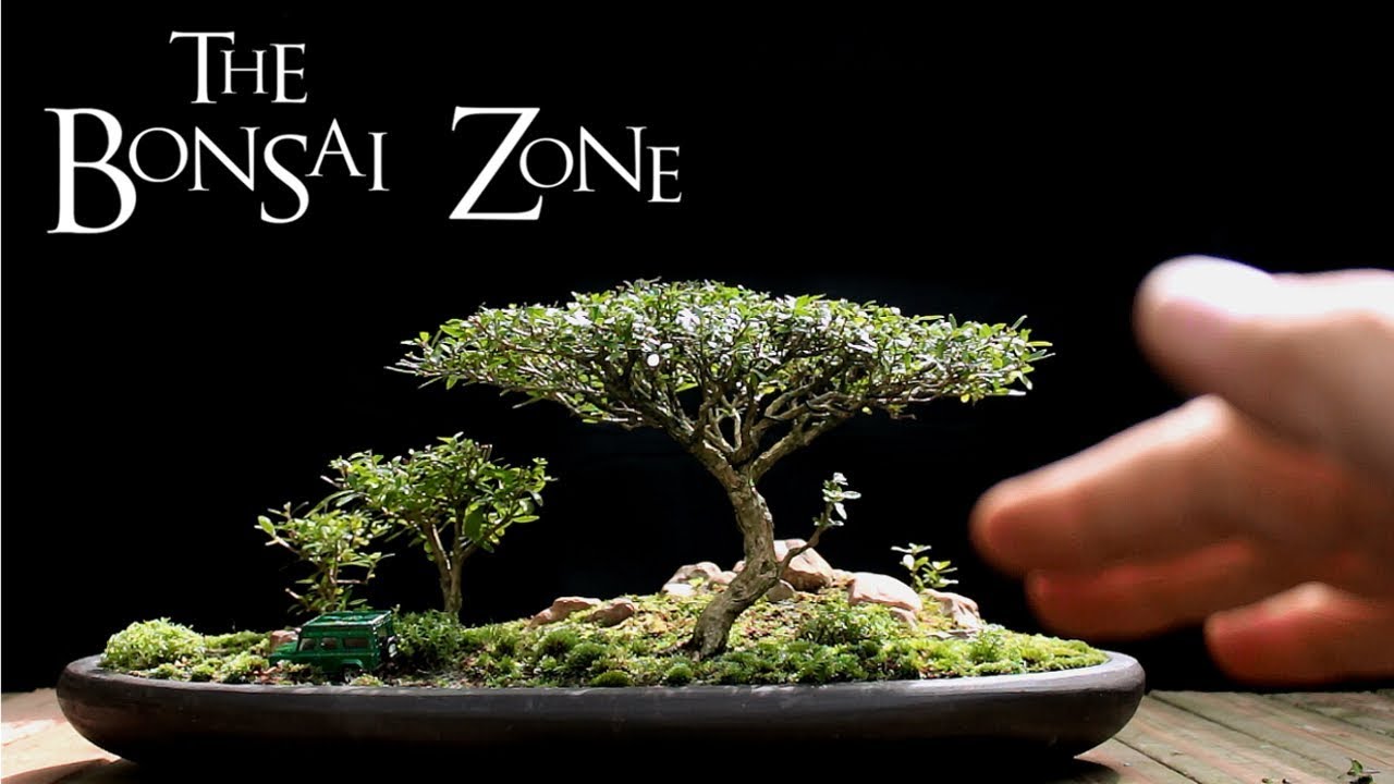 The Bonsai Zone, Early Work on My Show Trees, Part 1, July 2017