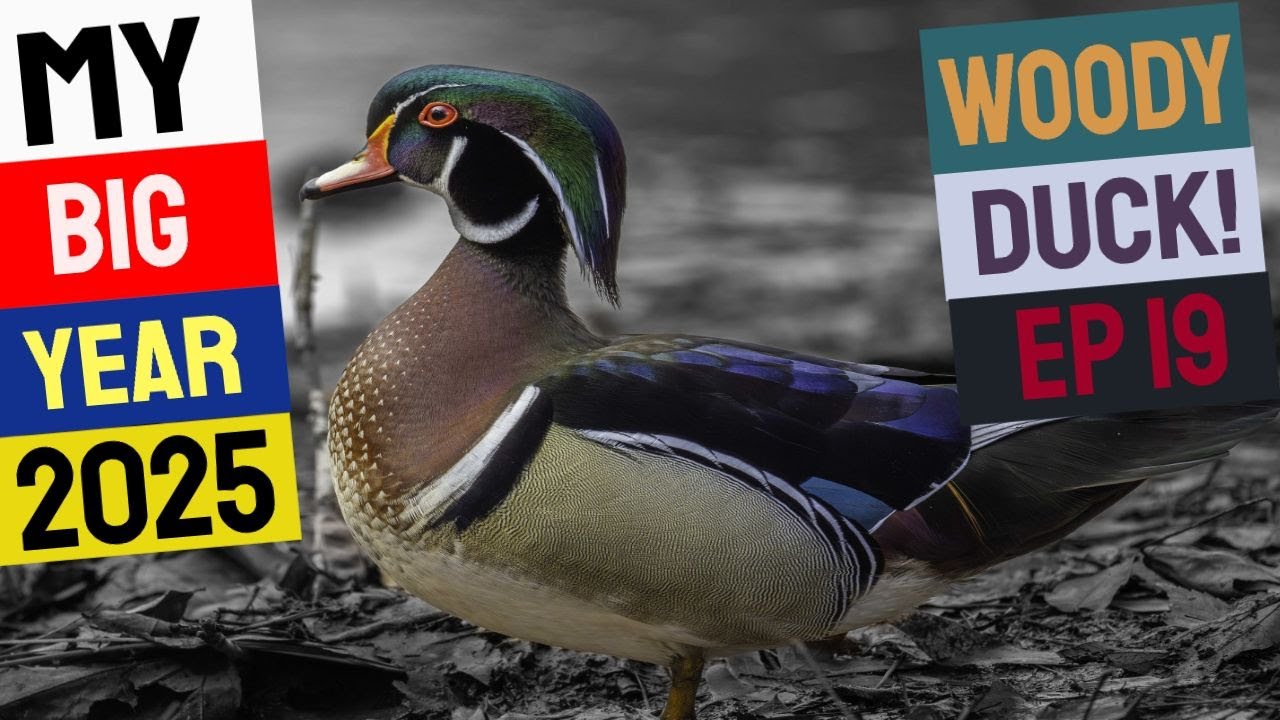 Close Encounter of the Wood Duck Kind - My Big Year EP19