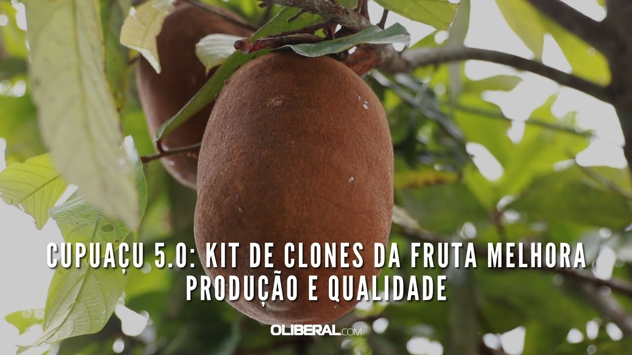 Cupuaçu 5.0: kit de clones da fruta melhora produção e qualidade