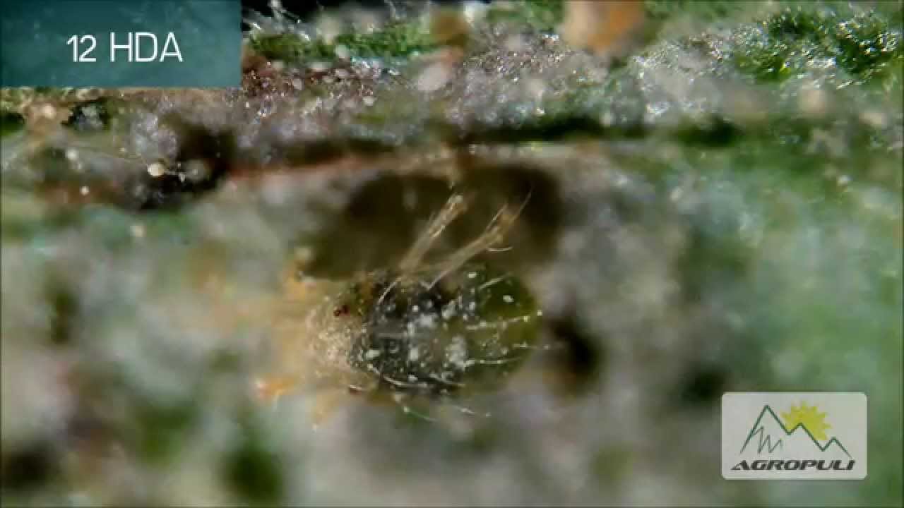 Tierra de diatomeas en ácaros 3107819421