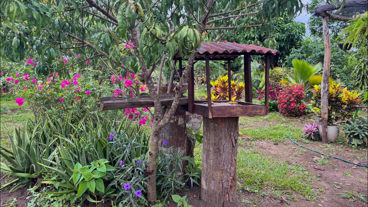 Jardim encantado : flores e muitos pássaros 🌸🦜