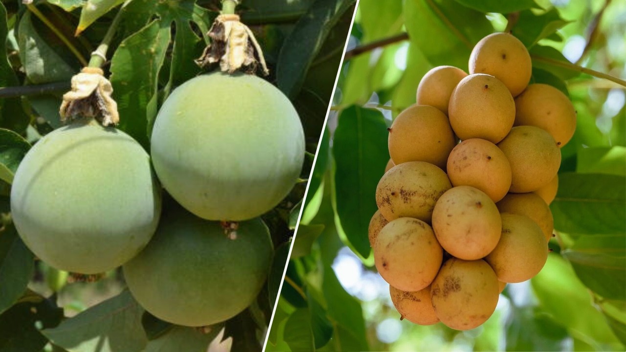 FRUTAS BRASILEIRAS INCRÍVEIS ENCONTRADAS TANTO NO CERRADO QUANTO NA CAATINGA