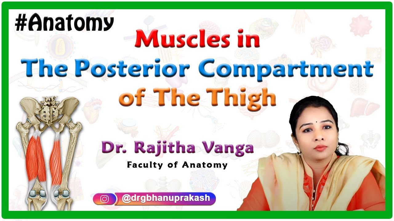 Muscles in the Posterior Compartment of the Thigh / Hamstring Muscles