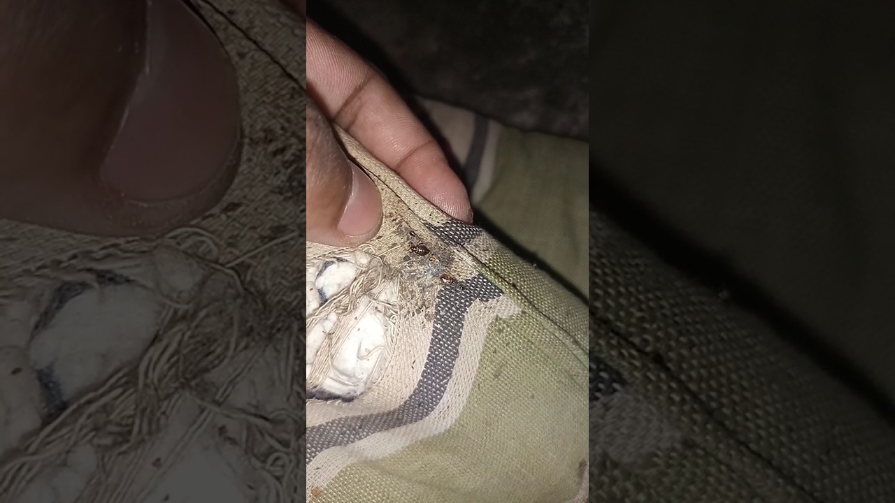 ছারপোকা তাড়ানোর ঘরোয়া পদ্ধতি।  ছারপোকা # তেলাপোকা #.#villagelifestory৷  # sarpokha.