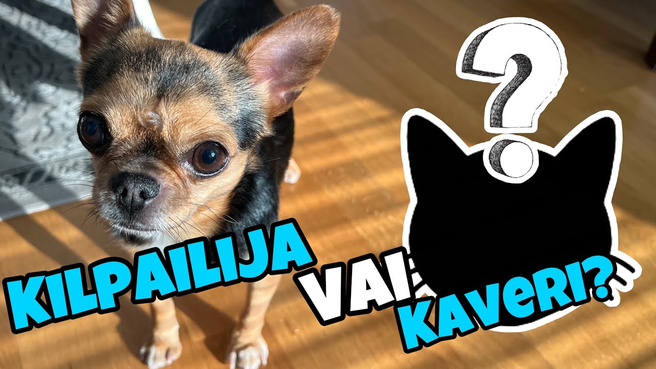 KOIRALLA kävi VIERAS