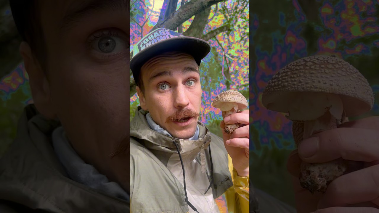 Волшебные грибы 🍄🪄 #гриб #дикаяеда #собирательство #охотазагрибами #румянец