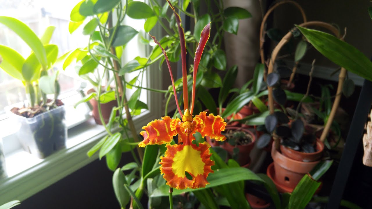Psychopsis papilio in bloom