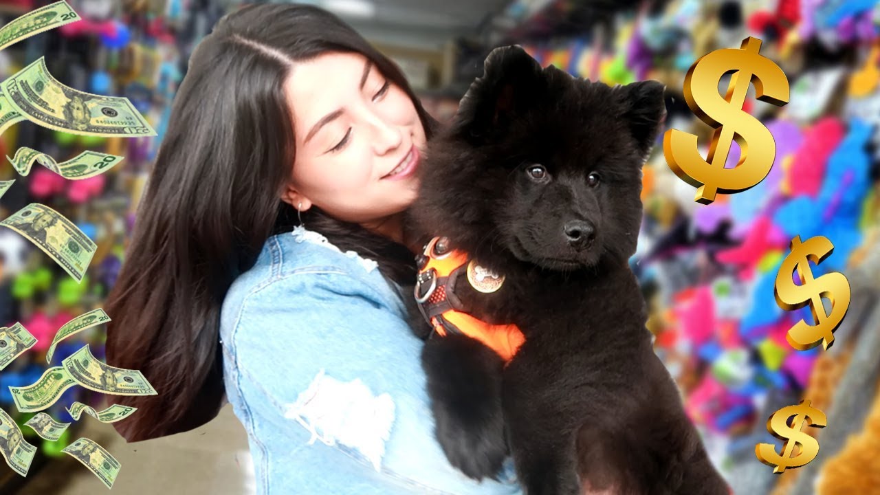 Buying My Dog EVERYTHING He Touches!