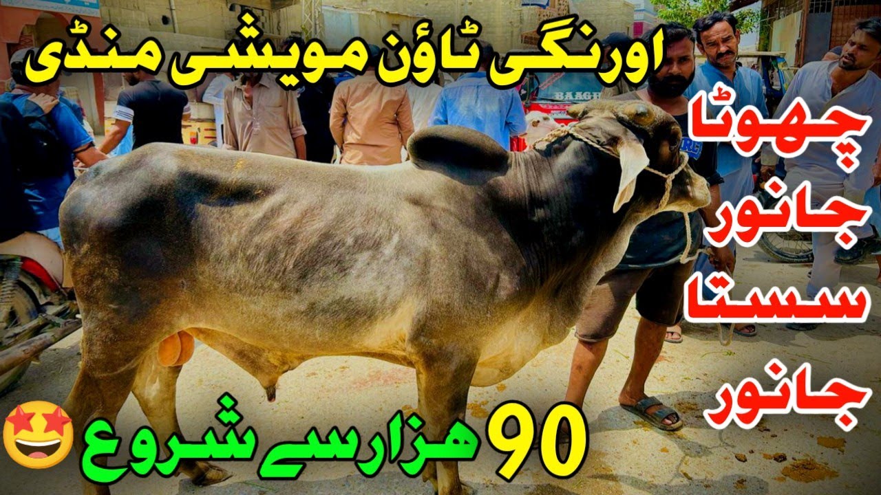 90K Wala Maal Agya Orangi Town Nichan-e-Haider Mandi Me Bakra Eid Season 2025 #cow #cowmandi2025