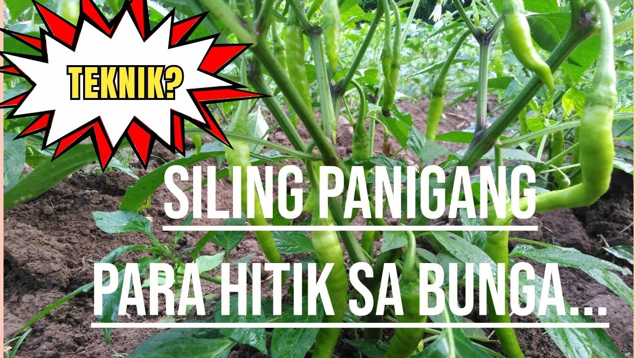 Tips para dumami ang sanga at bunga ng siling panigang🌶️🌶️🌶️