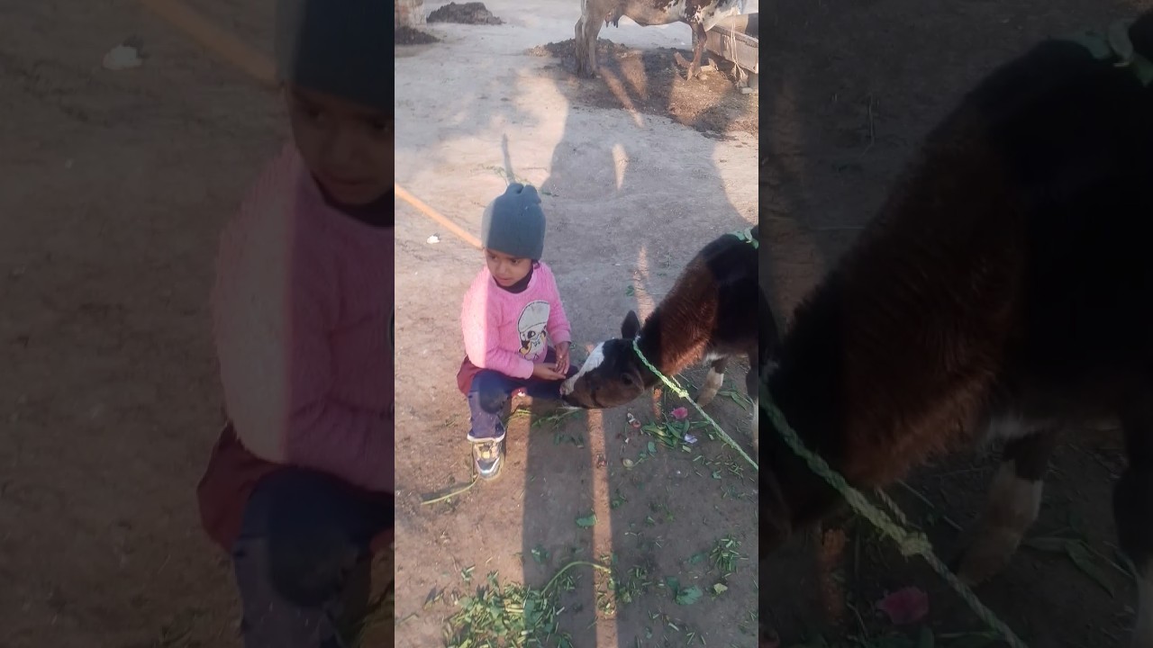 Iran village life Pakistan village life documentary Urdu Hindi 