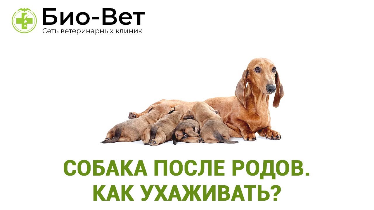 Собака после родов - Как ухаживать?