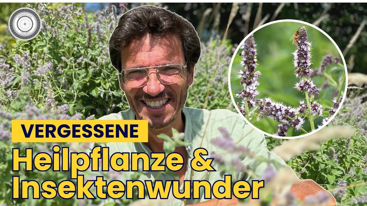 Das geheimnisvolle Heilkraut mit unglaublichen Vorteilen, GESUNDHEIT + INSEKTEN – Ross-Minze