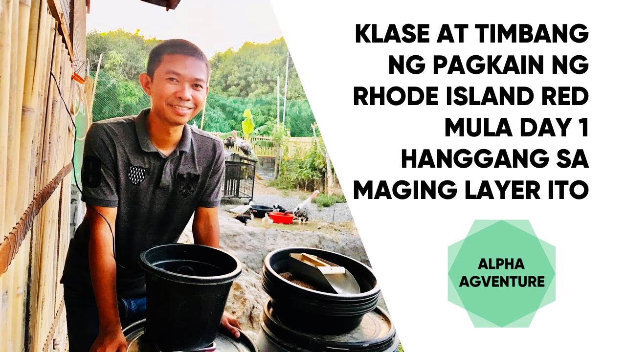Klase at Timbang ng Pagkain ng Rhode Island Red Mula Day 1 Hanggang Sa Maging Layer Ito