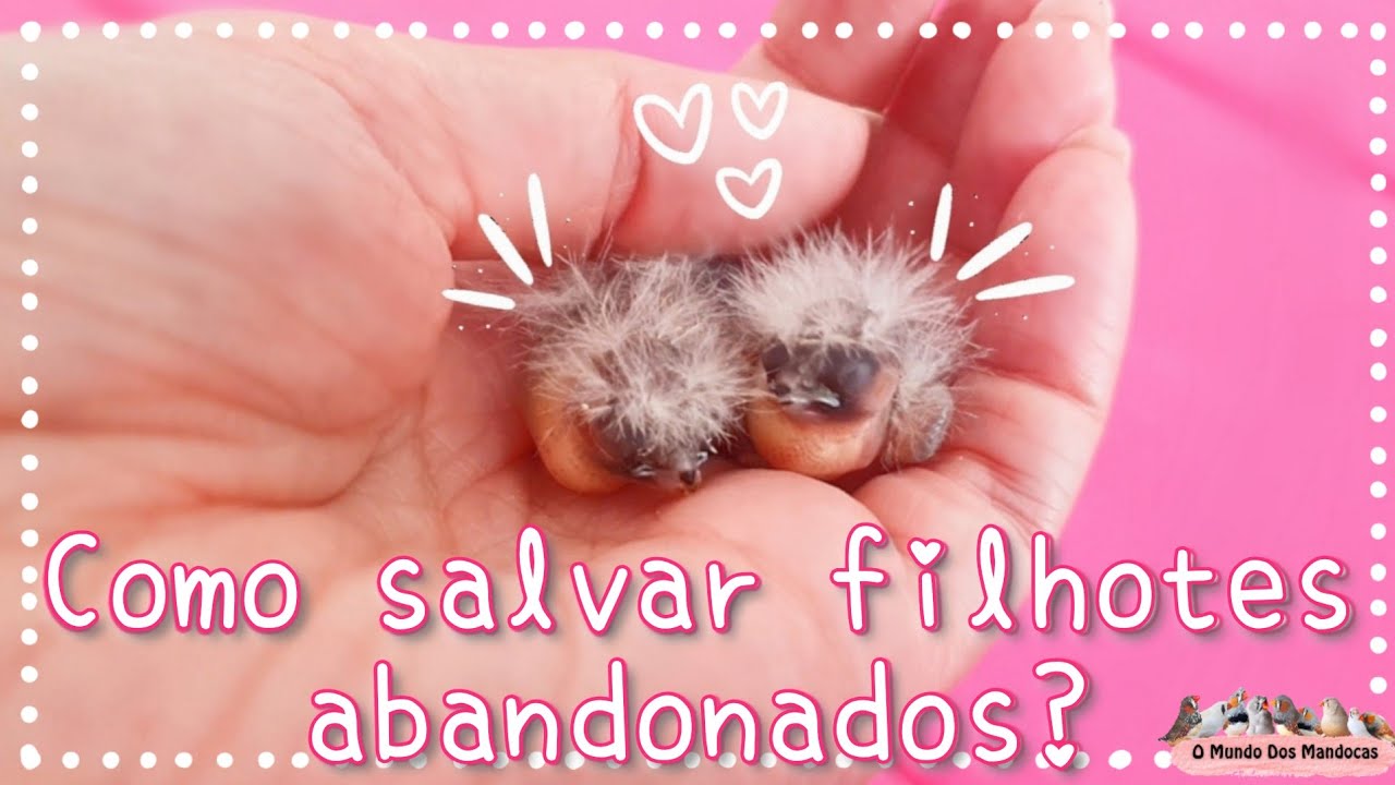 Como salvar filhotes abandonados?🐣