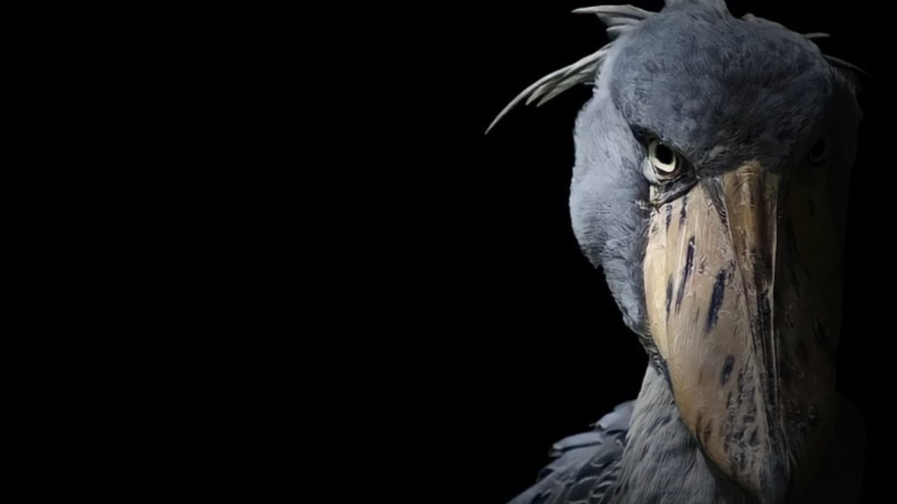 we ranked animals because i don't know what else we could have done.