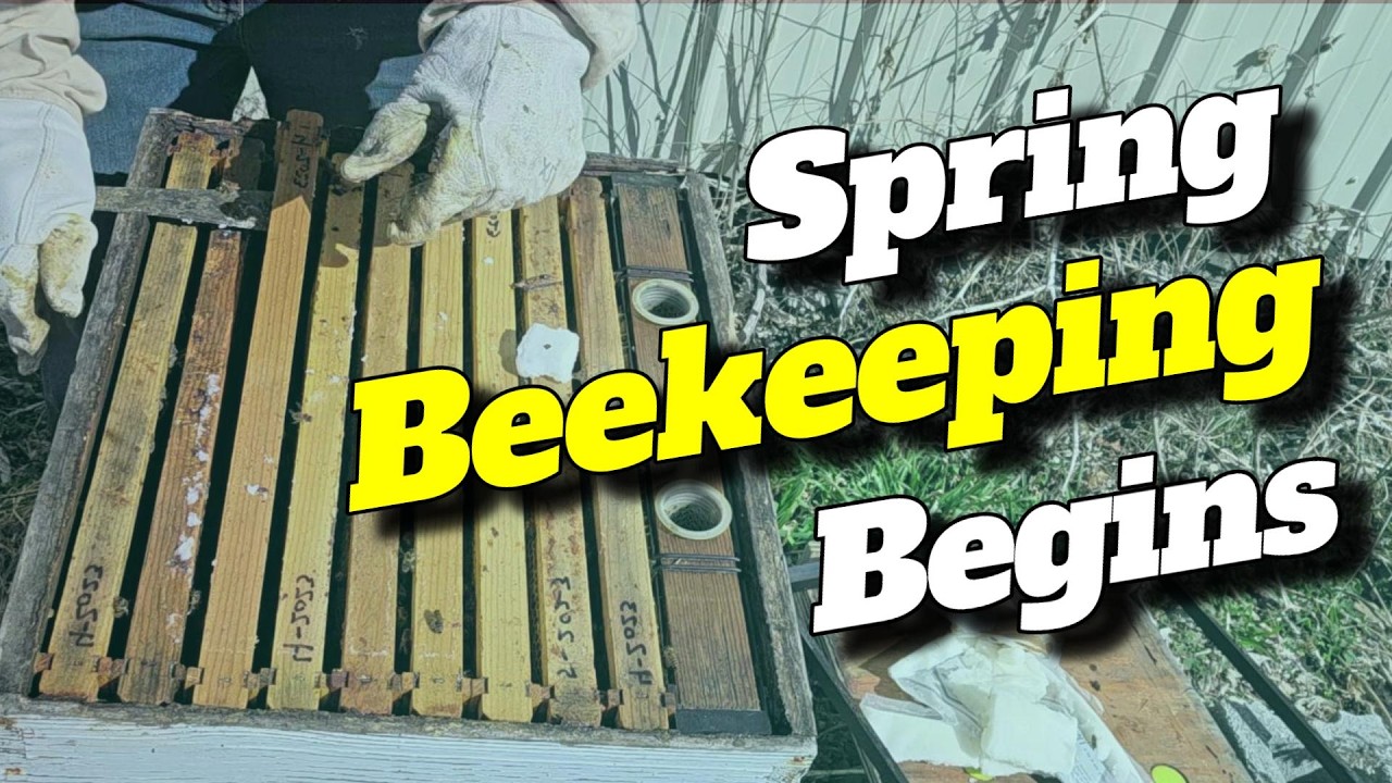 Spring Beekeeping Begins! 🐝 | First Full Hive Inspection of 2026