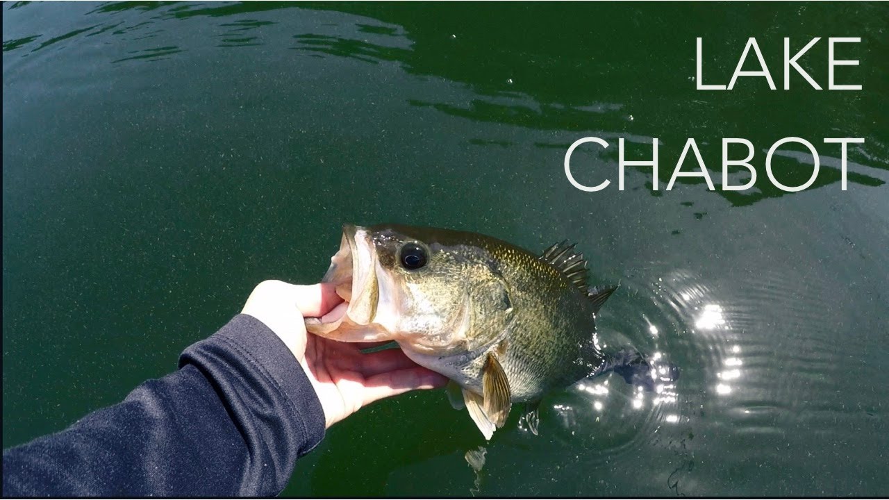 Spring Bass Fishing at Lake Chabot