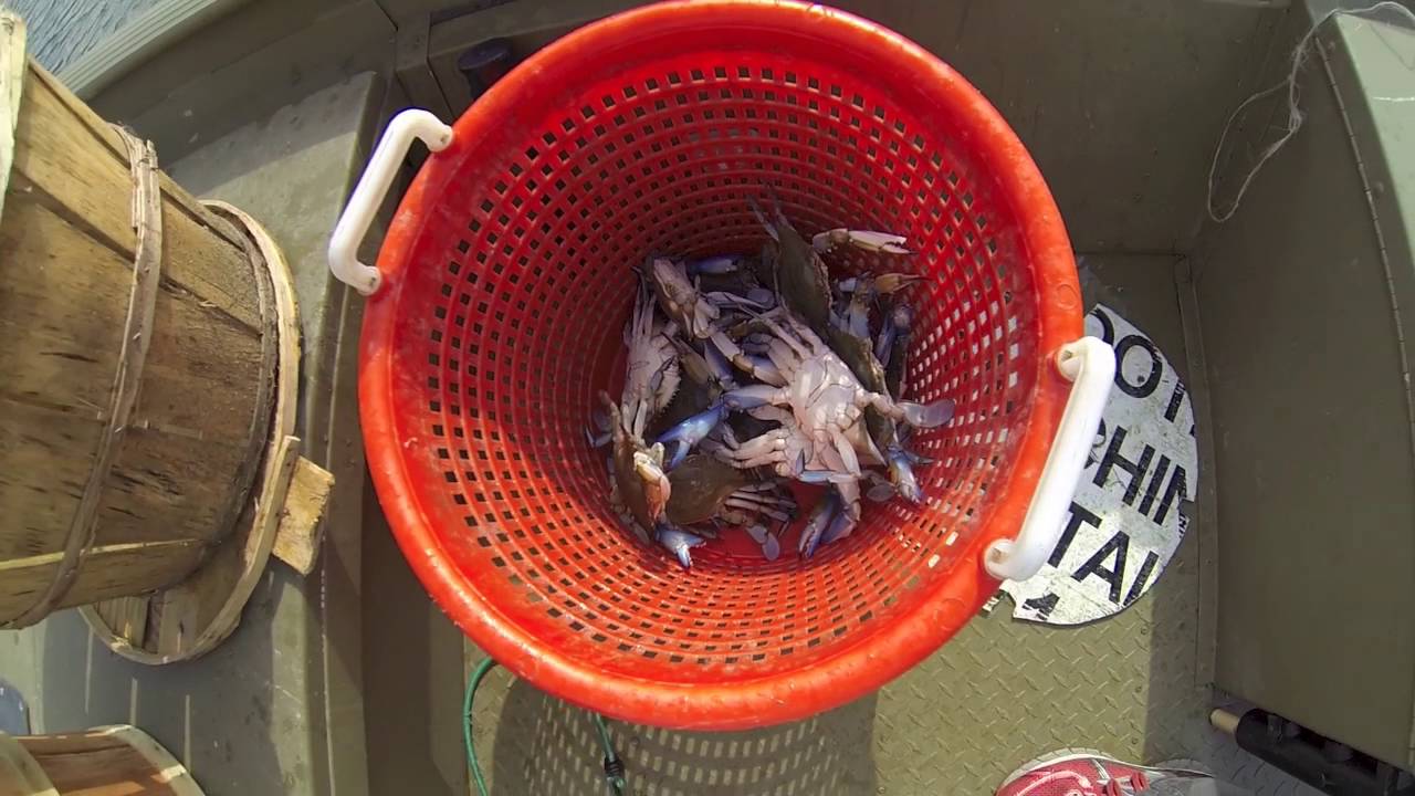 How to Trot line on the Chester River!  MONSTER CRABS!