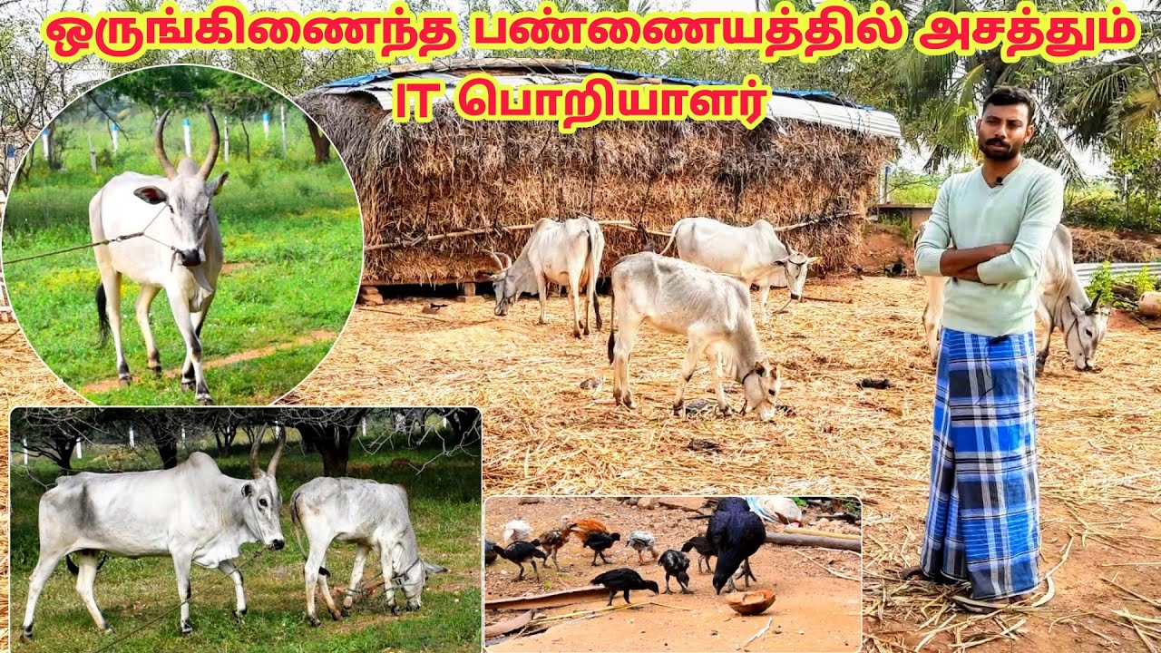 நாட்டு மாடு ஒருங்கிணைந்த பண்ணையத்தில் அசத்தும் IT பொறியாளர் | kangeyam Native cow Form